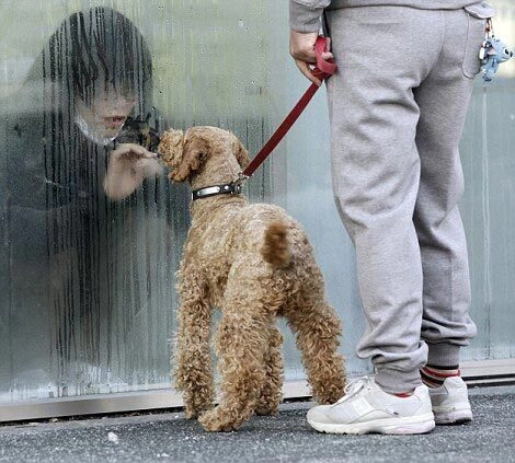 Một cô bé nhiễm phóng xạ trong phòng cách ly đang cố nói chuyện với mẹ và chú cún yêu.
