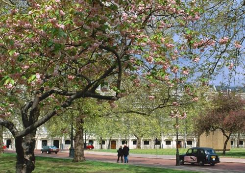 Hoa đào nở hồng góc công viên.