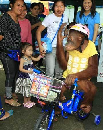 Chú đười ươi Bam, 8 tuổi, mặc chiếc áo vàng nổi bật