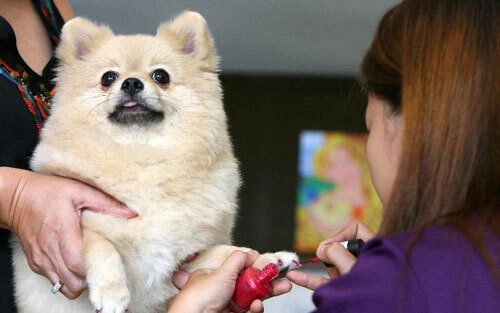 A pomeranian dog receives nail polishing inside a dog spa in Quezon City, Philippines, on Sept. 14, 2011 A pomeranian dog receives nail polishing inside a dog spa in Quezon City, Philippines, on Sept. 14, 2011