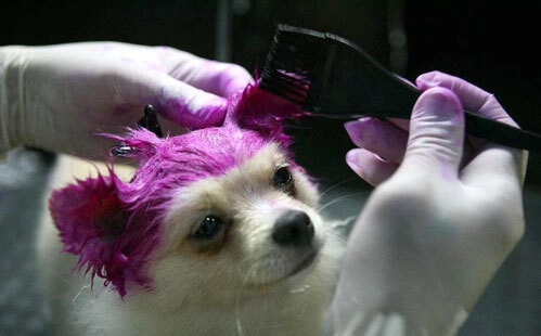Bonita, a 3-month old pomeranian dog, enjoys a hair dyeing process inside a dog spa in Quezon City, Philippines, on Sept Bonita, a 3-month old pomeranian dog, enjoys a hair dyeing process inside a dog spa in Quezon City, Philippines, on Sept