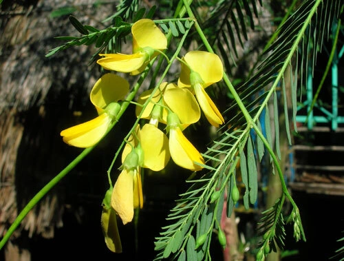 Bông điên điển - món ăn đặc sản của người miền Tây Bông điên điển - món ăn đặc sản của người miền Tây