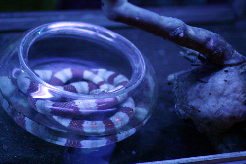 Rắn sữa là biến thể bạch tạng của một loài rắn lành ở Đông Bắc Mexico. Rắn sữa là biến thể bạch tạng của một loài rắn lành ở Đông Bắc Mexico.