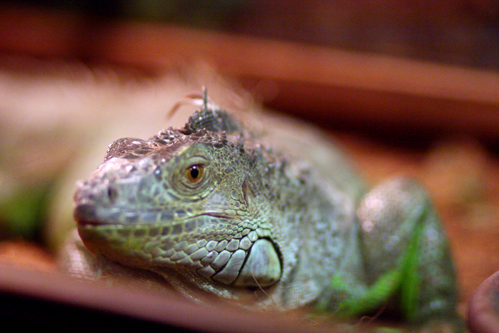 Một chú kỳ đà bông khác Một chú kỳ đà bông khác