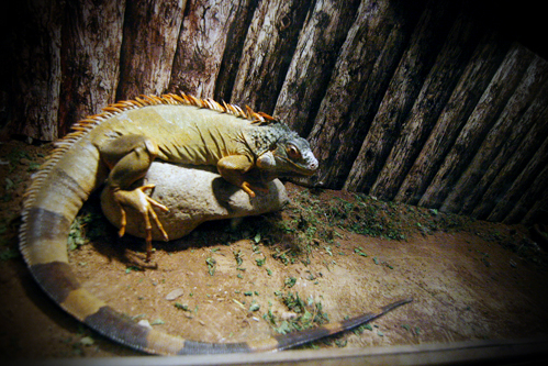 Ngôi nhà nhỏ của những con thú cưng này được chủ nhân của nó tính toán cẩn thận từng chi tiết để dựng lên sao cho phù hợp với đặc tính tự nhiên của từng con vật khác nhau. Đối với nhà của những chú rắn bao giờ ánh sáng cũng mờ mờ ảo ảo, vì rắn rất kỵ ánh sáng trắng. Với những chú rồng xanh lí lắc thì ngôi nhà khá màu mè và thoải mái, có cây cỏ, cành lá để chúng thoải mái đùa giỡn. Chuồng cũng được ốp bằng rất nhiều loại vật liệu khác nhau như gỗ, tre, gạch, đá, sỏi... Ngôi nhà nhỏ của những con thú cưng này được chủ nhân của nó tính toán cẩn thận từng chi tiết để dựng lên sao cho phù hợp với đặc tính tự nhiên của từng con vật khác nhau. Đối với nhà của những chú rắn bao giờ ánh sáng cũng mờ mờ ảo ảo, vì rắn rất kỵ ánh sáng trắng. Với những chú rồng xanh lí lắc thì ngôi nhà khá màu mè và thoải mái, có cây cỏ, cành lá để chúng thoải mái đùa giỡn. Chuồng cũng được ốp bằng rất nhiều loại vật liệu khác nhau như gỗ, tre, gạch, đá, sỏi...