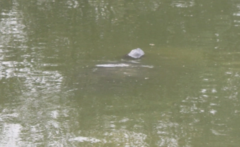 Sau nửa tiếng, cụ Rùa chậm chạp bơi ra xa. Sau nửa tiếng, cụ Rùa chậm chạp bơi ra xa.