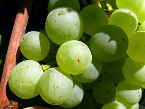 Tây Ban Nha có truyền thống ăn 12 quả nho dịp giao thừa. Trong dịp năm mới, người dân xứ bò tót còn thưởng thức rượu champagne cùng với thịt cừu, tôm còn bữa sáng đầu năm luôn có chocolate và bánh ngọt churros. Tây Ban Nha có truyền thống ăn 12 quả nho dịp giao thừa. Trong dịp năm mới, người dân xứ bò tót còn thưởng thức rượu champagne cùng với thịt cừu, tôm còn bữa sáng đầu năm luôn có chocolate và bánh ngọt churros.