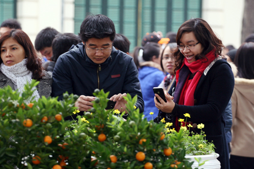Đôi bạn trẻ ghi lại hình ảnh cây quất Tứ Liên, Hà Nội. Đôi bạn trẻ ghi lại hình ảnh cây quất Tứ Liên, Hà Nội.