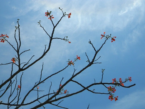 Hoa phượng cuối mùa, chụp ở tháp Pô Klông Garai. Hoa phượng cuối mùa, chụp ở tháp Pô Klông Garai.