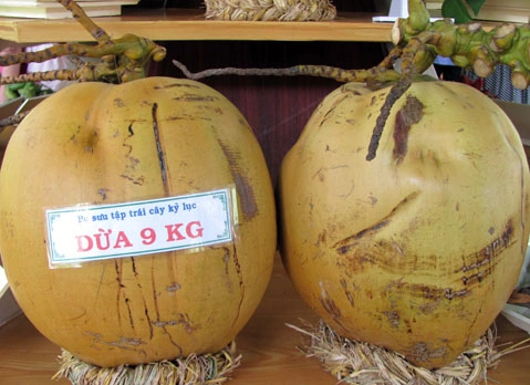 Trái dừa khổng lồ, nặng 9kg.