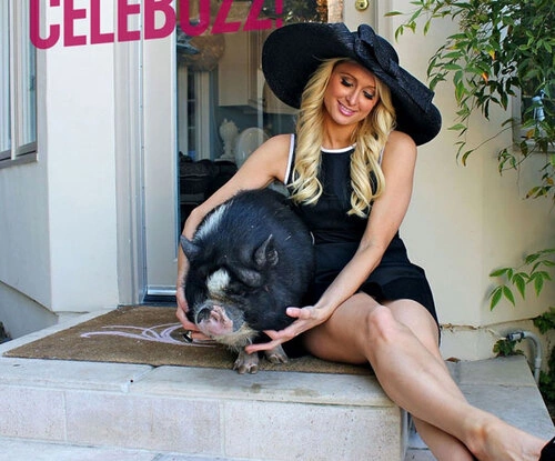 Paris Hilton Paris Hilton