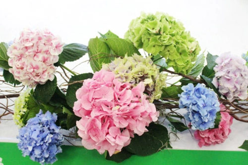 Cẩm tú cầu đủ màu được nhập trực tiếp từ Hà Lan và Chile. Cẩm tú cầu đủ màu được nhập trực tiếp từ Hà Lan và Chile.