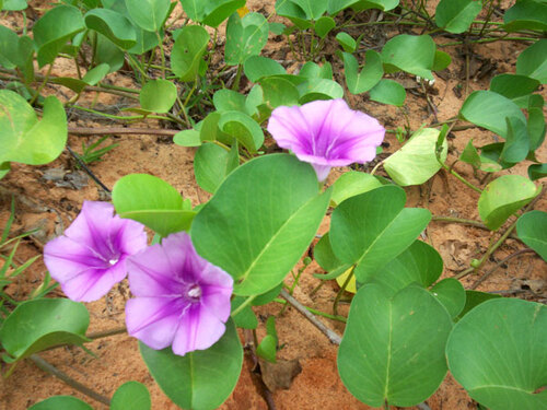 Hoa muống biển, loài hoa có sức sống dai dẳng. Hoa muống biển, loài hoa có sức sống dai dẳng.