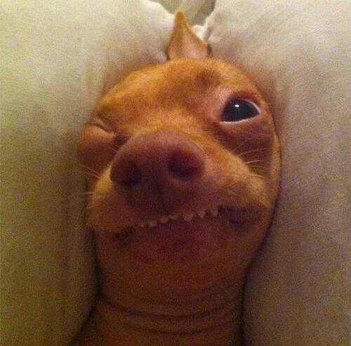tuna-chiweenie-3-278764-1374336660_500x0