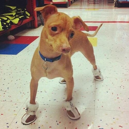 tuna-chiweenie-4-217587-1374336661_500x0