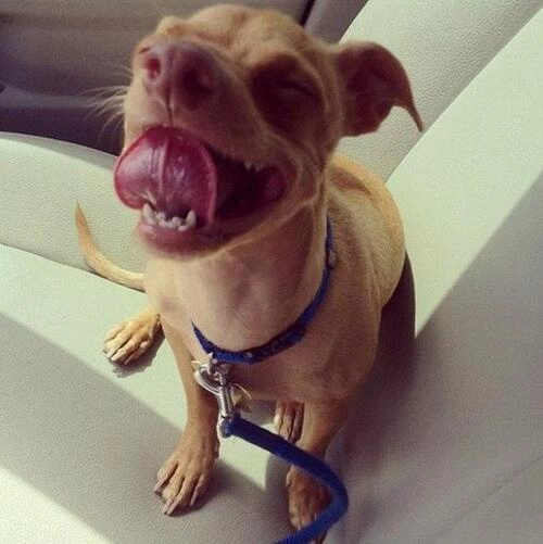 tuna-chiweenie-6-663170-1374336661_500x0
