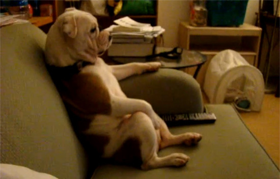 dog1-279550-1368266826_600x0.jpg