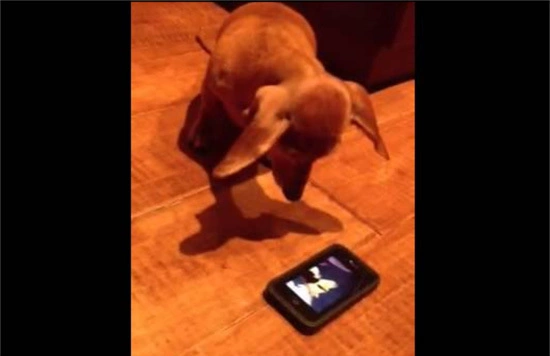 dog10-864172-1368266828_600x0.jpg