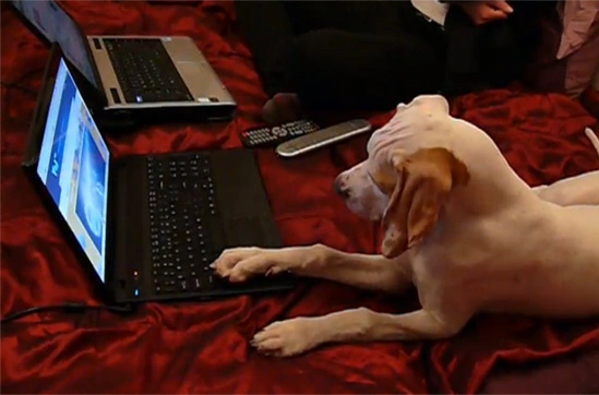 dog2-142974-1368266827_600x0.jpg