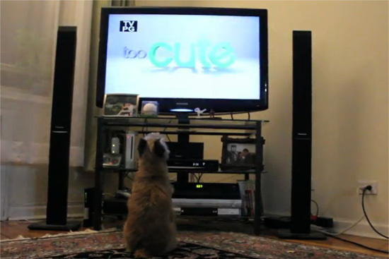 dog3-123738-1368266827_600x0.jpg