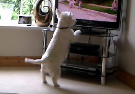 dog4-778495-1368266827_600x0.jpg