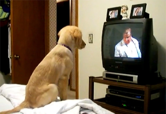 dog5-417160-1368266827_600x0.jpg