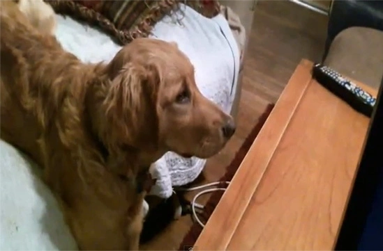 dog7-801771-1368266827_600x0.jpg