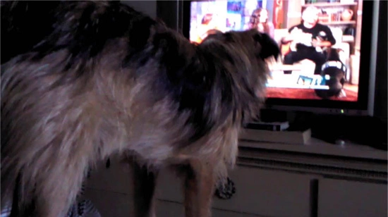 dog9-959581-1368266828_600x0.jpg