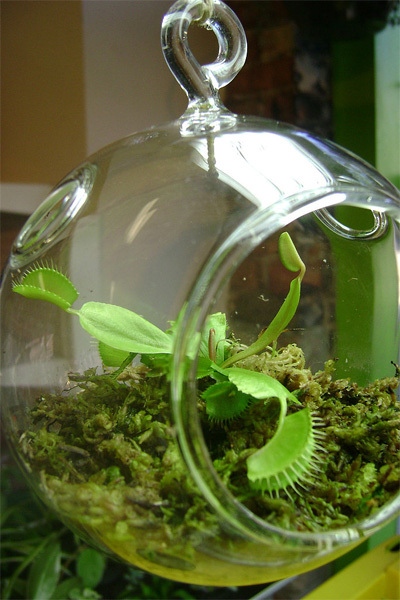 plant7-139543-1368244170_600x0.jpg