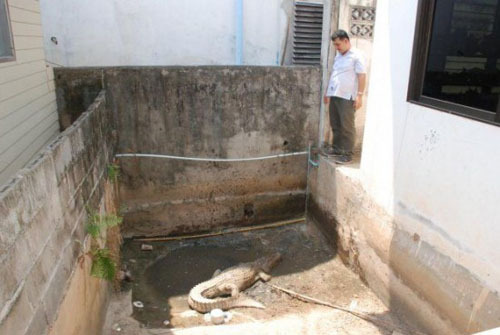 Con cá sấu