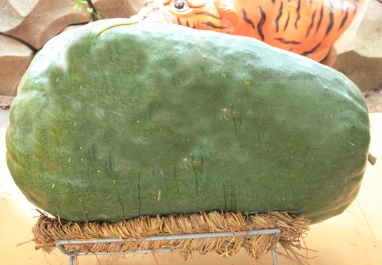 Trái bí đao đến từ Bình Định có trọng lượng là 50kg. Trái bí đao đến từ Bình Định có trọng lượng là 50kg.