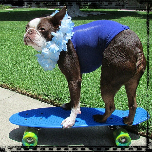 Sành điệu với vòng hoa xanh và trượt ván. Ảnh: @coachthebostonterrier Sành điệu với vòng hoa xanh và trượt ván. Ảnh: @coachthebostonterrier