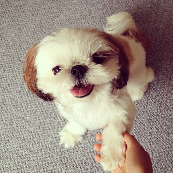 Chú chó đáng yêu lai giữa giống Shih Tzu v chihuahua. Ảnh: @hana_uoj Chú chó đáng yêu lai giữa giống Shih Tzu v chihuahua. Ảnh: @hana_uoj