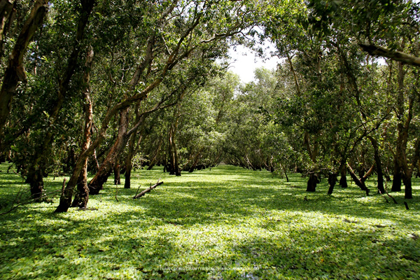 hai-ngay-khuay-dao-an-giang-mua-nuoc-noi-1