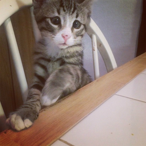 chu-meo-mat-lac-duoc-ham-mo-tren-instagram-5