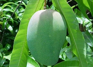 loai-qua-nao-chua-nhieu-vitamin-c-nhat-9