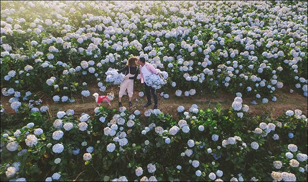 anh-cuoi-giua-vuon-cm-tu-cau-cua-cap-doi-sai-gon-7