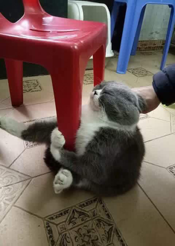 meo-li-lom-om-chat-chan-ban-khong-chiu-di-tam