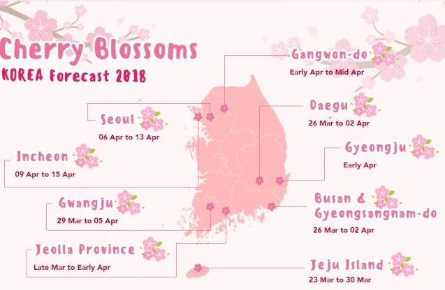 Dự báo hoa anh đào nở ở Hàn Quốc và Nhật Bản năm nay