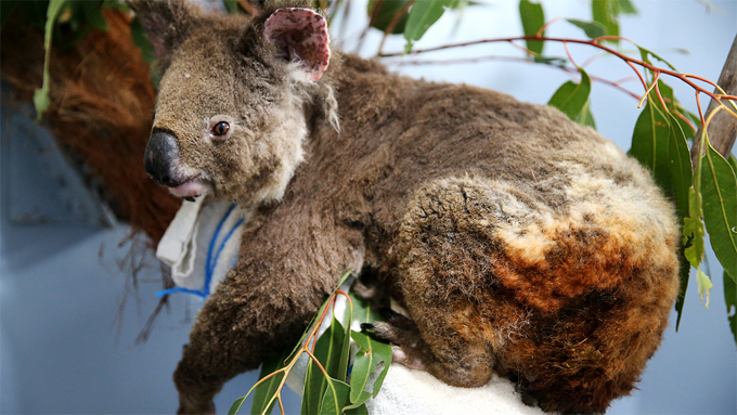 Một con gấu koala bị thương trong trận cháy rừng ở Australia. Ảnh: MSN.
