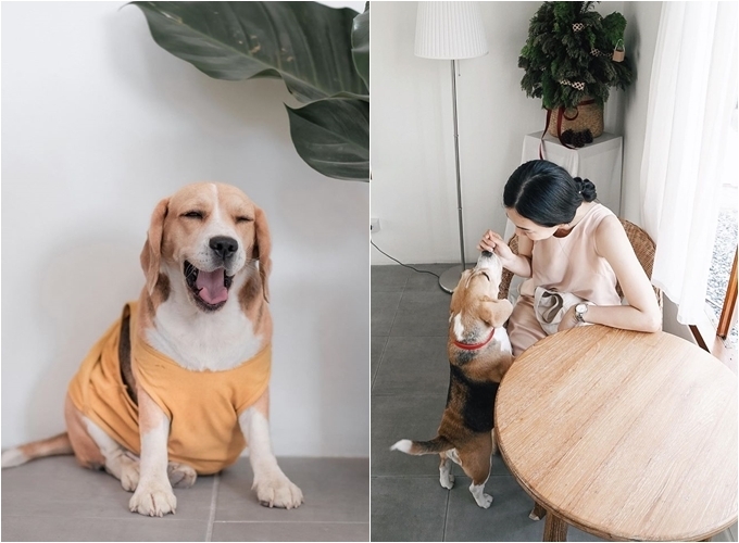 Chú chó beage - nhân viên đặc biệt của quán - luôn biết cách lấy lòng khách, dễ làm phái nữ mềm lòng.
