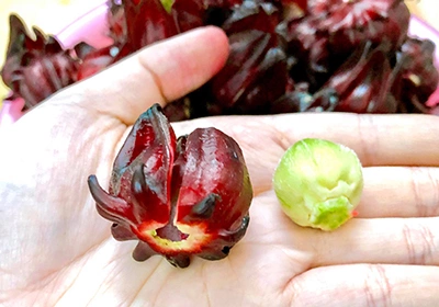 Siro atiso đỏ - 2