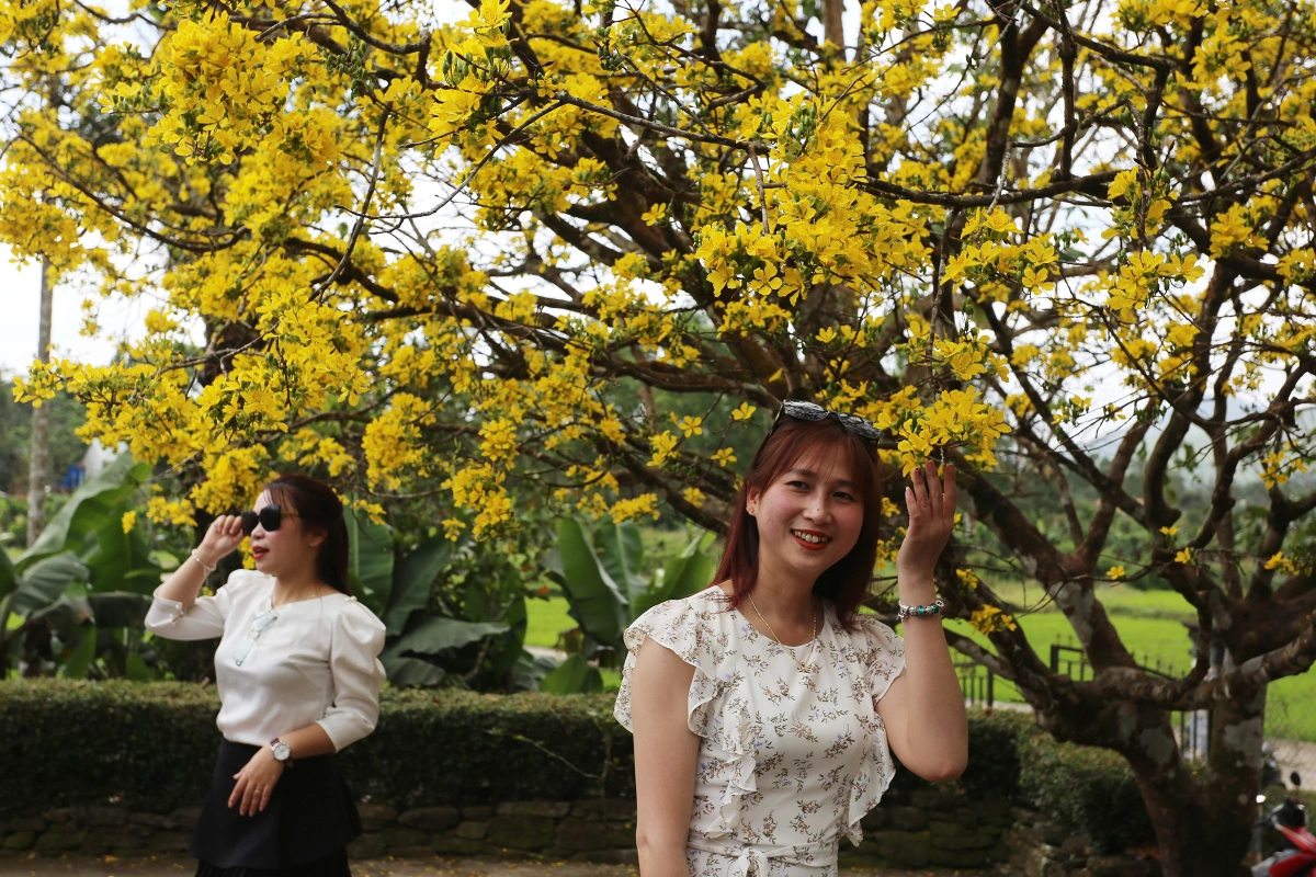 Cây mai tán rộng 10 m - Ngôi sao