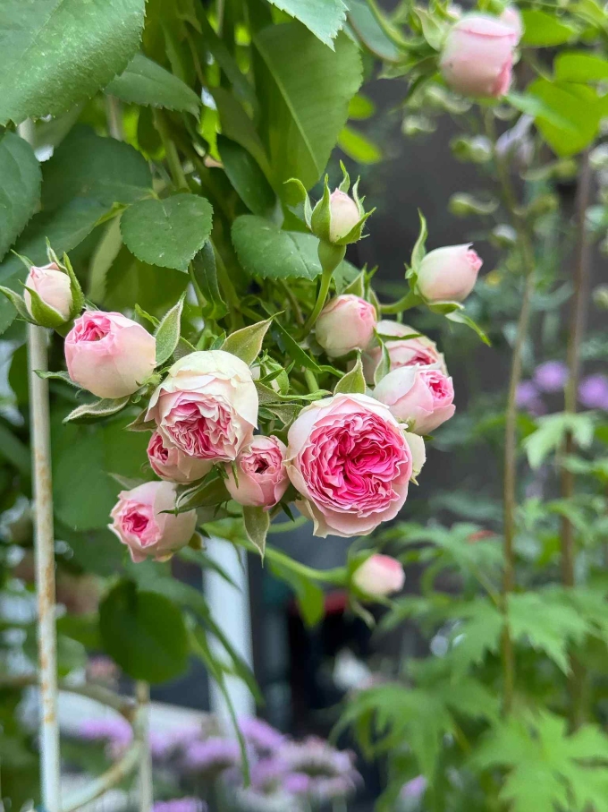 Cô biến ban công thành một khu vườn đầy màu sắc với tulip, chuông xanh, phi yến, cẩm tú cầu, hoa hồng, mão lương, hoa thiên nga và các loại hoa cúc thân cỏ.