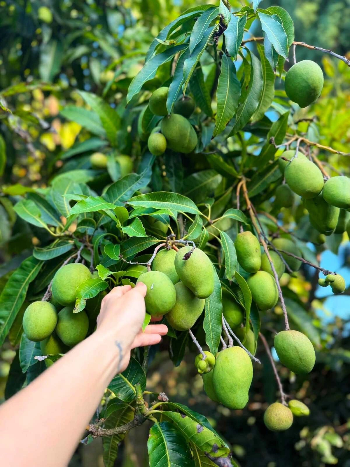 Hình ảnh